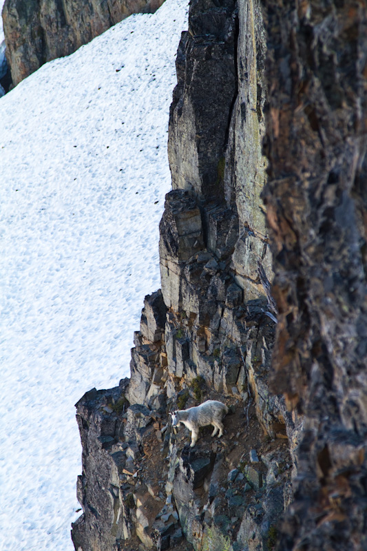 Mountain Goat On Cliff